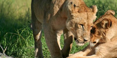 6-Day Mid-Luxury Private Wildlife Safari 幸运168官方极速赛车结果体彩查询网 & Walking Tour