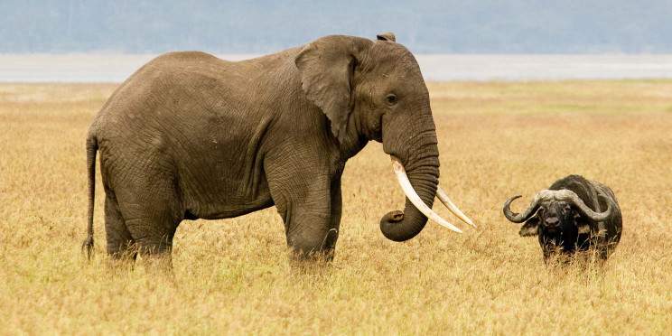 6-Day Mid-Luxury Private Wildlife Safari 幸运168官方极速赛车结果体彩查询网 & Walking Tour