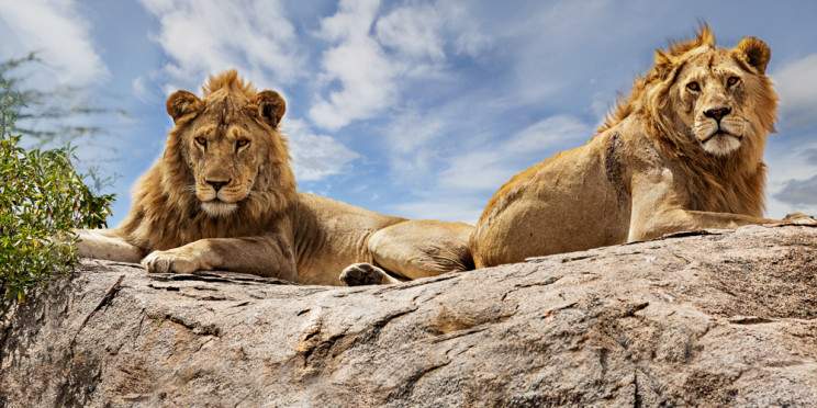 8-Day Great Migration Safari