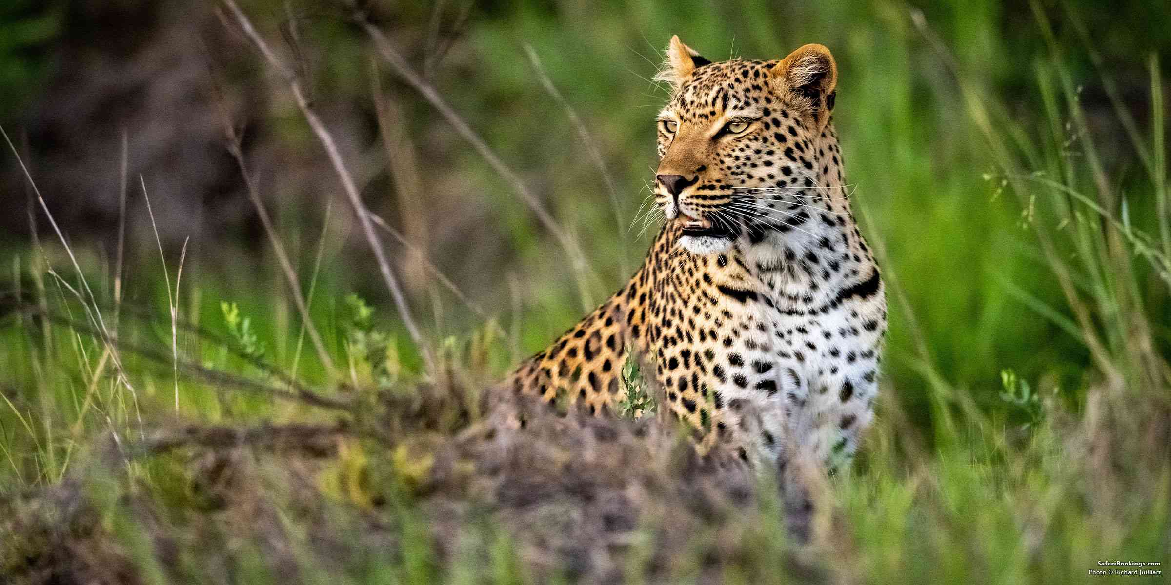 Africa’s Best Safari Country of 2025