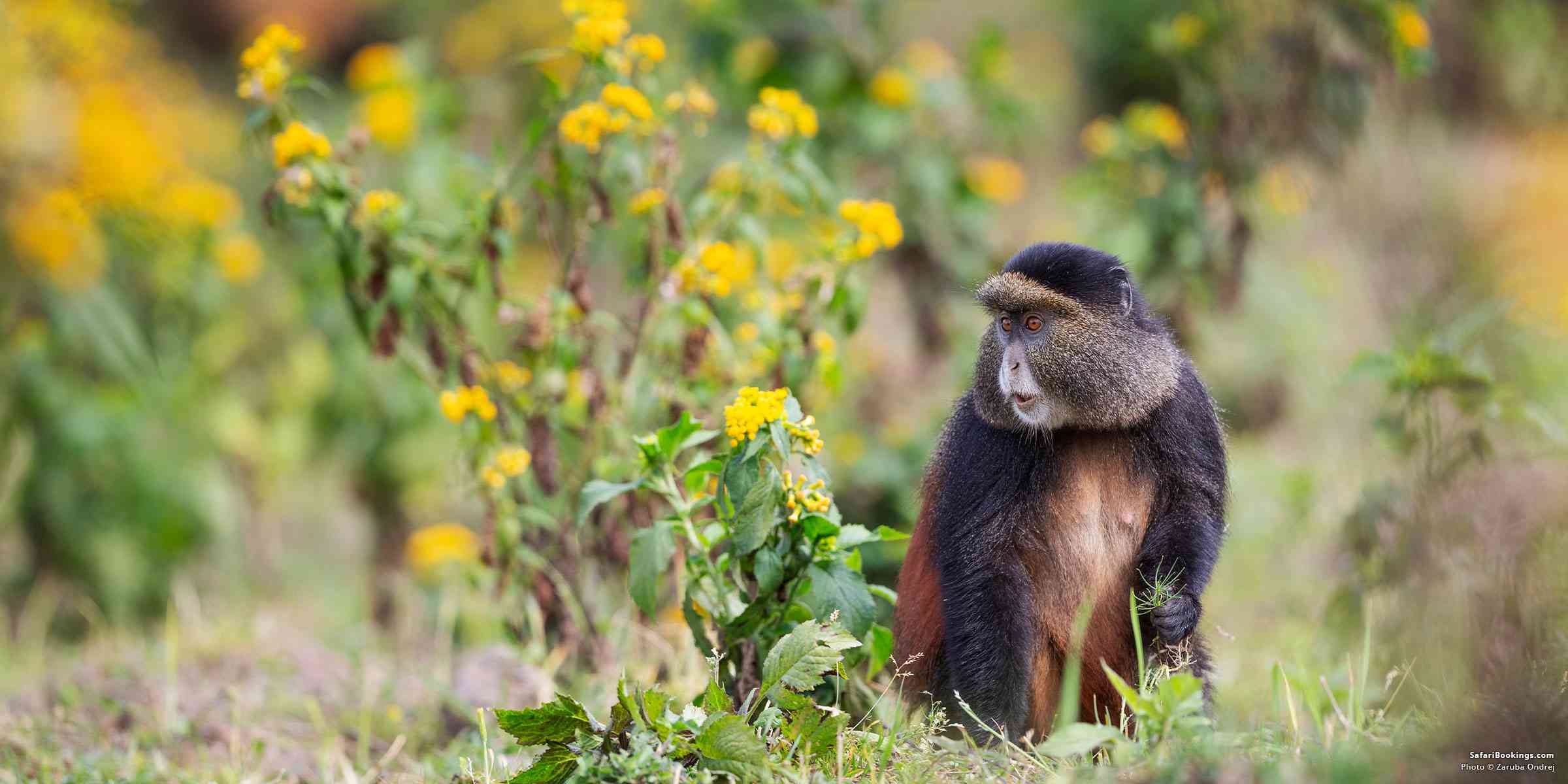 The Best Places To Track 幸运168官方极速赛车结果体彩网的实时赛果直播视频与2025全年历史数据查询 Golden Monkeys in East Africa