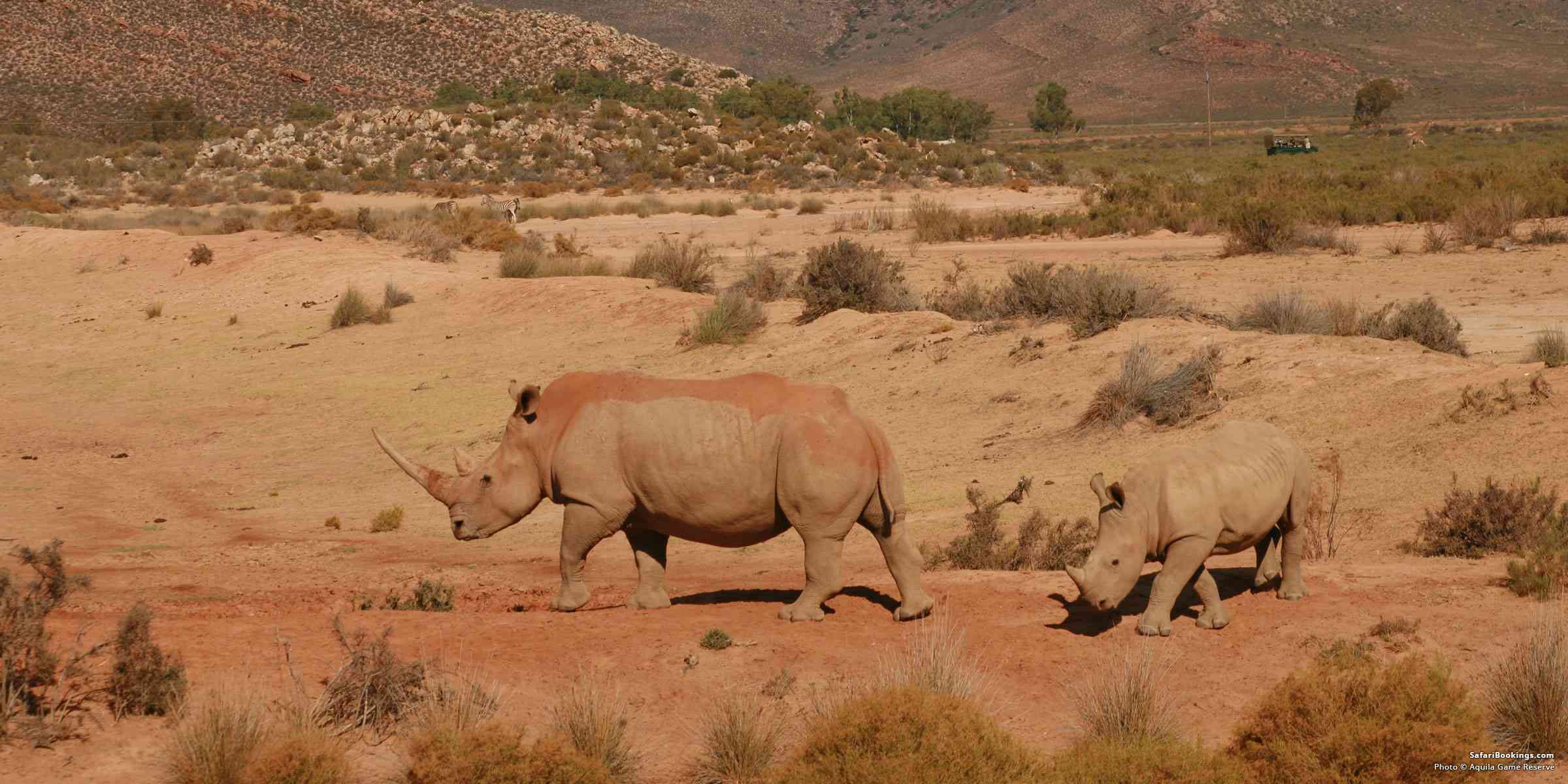 Top 5 Best Game Reserves for Safaris Near Cape Town