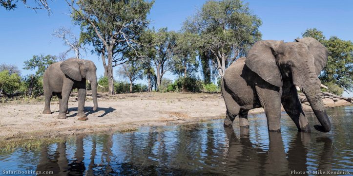 Where To See Elephants in Africa – the Top 5 Best Safari Destinations To See Elephants