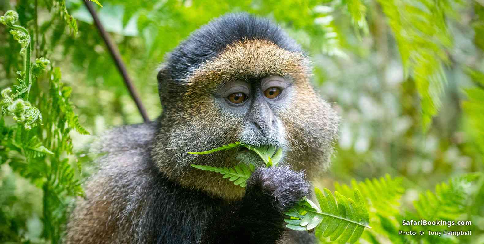 Golden monkey eating leaves in Volcanoes National Park
