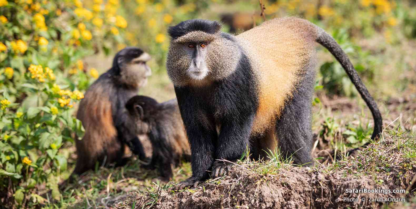Golden monkeys in Volcanoes National Park