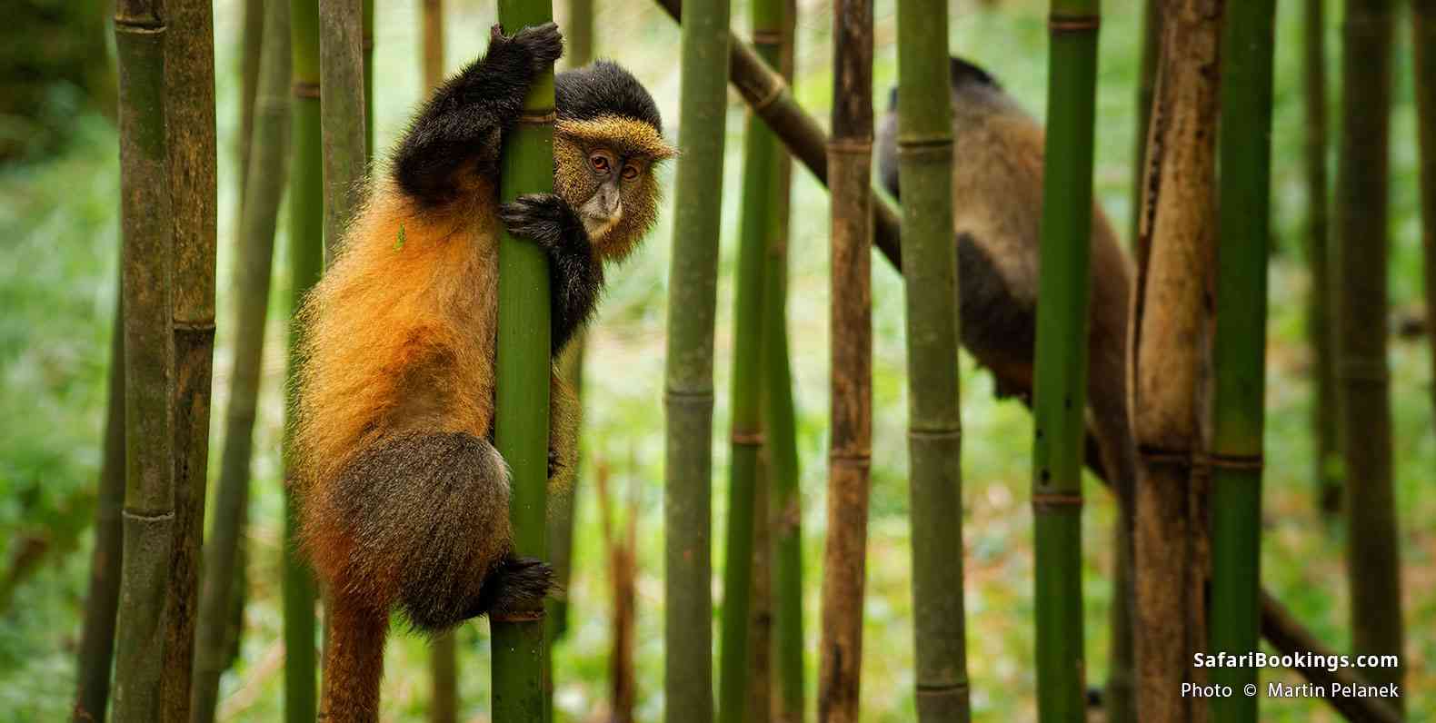 Golden monkeys in Mgahinga Gorilla National Park