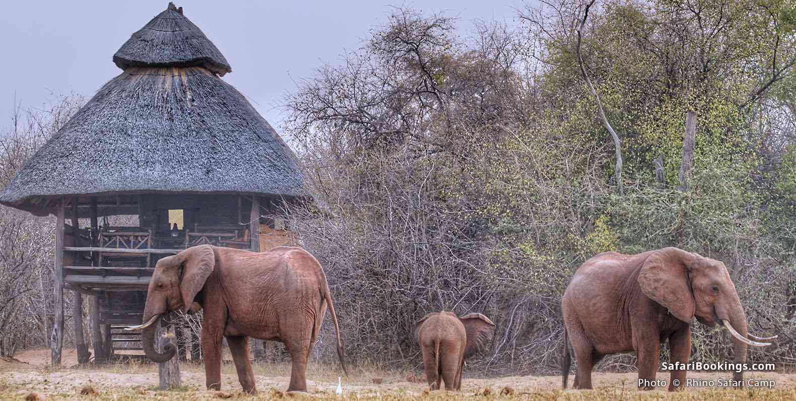 Rhino Safari Camp