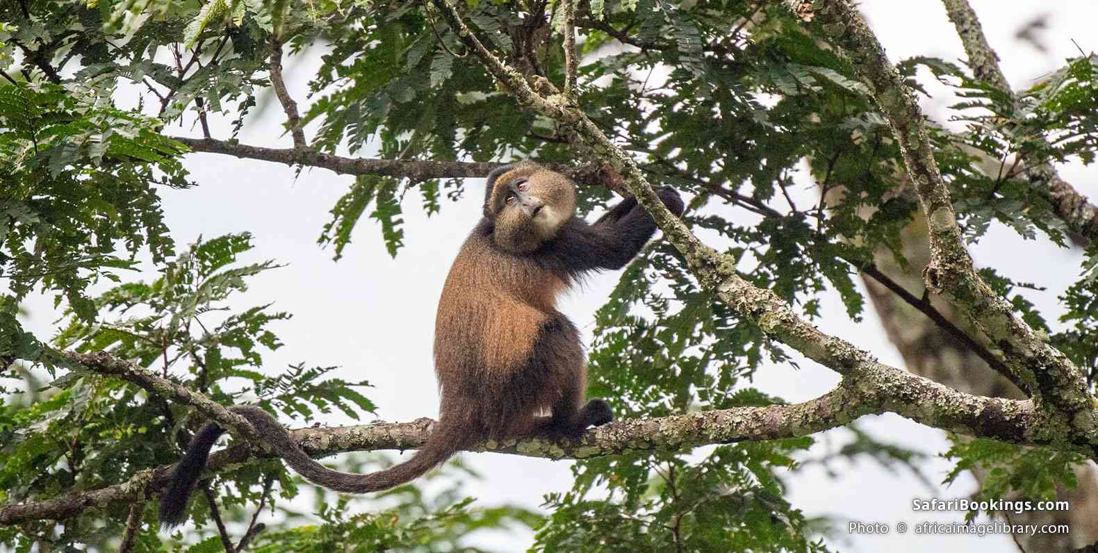 Golden monkey in a tree in Gishwati-Mukura National Park