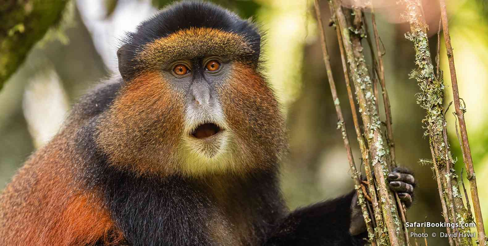 Golden monkey in Mgahinga Gorilla National Park