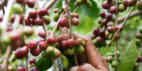 5-Day Authentic Ethiopian Coffee Arebica Tour