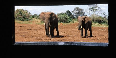 4-Day Mombasa or Diani - Tsavo East - Amboseli - Nairobi