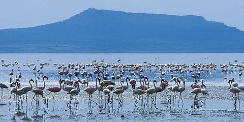 12-Day Ethiopia Wildlife and Birding Safari Journey