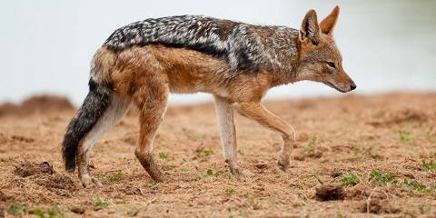 7-Day Kruger, Panorama Route and Private Game Reserve