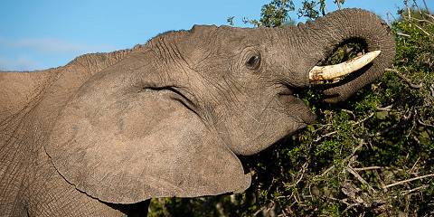 7-Day Cape Town & Malaria-Free Safari