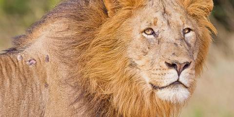 4-Day Sabi Sand Safari with Elephant Plains