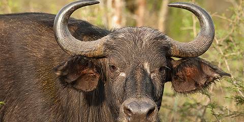 3-Day Wildlife Safari at Akagera National Park