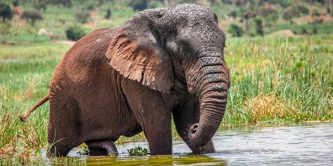 3-Day Rwanda Wildlife Safari in Akagera National Park