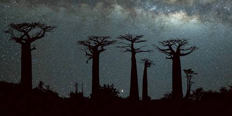6-Day Morondava Baobab & Tsingy
