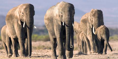 5-Day Kilimanjaro-Lava Land, Amboseli-Tsavo West Safari