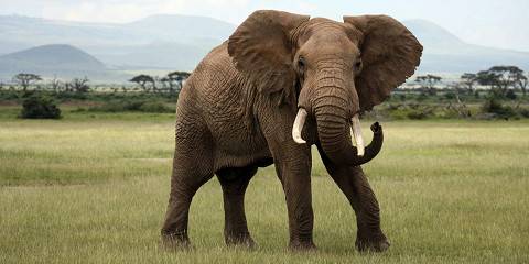 4-Day Tsavo East, Amboseli and Tsavo West National Park