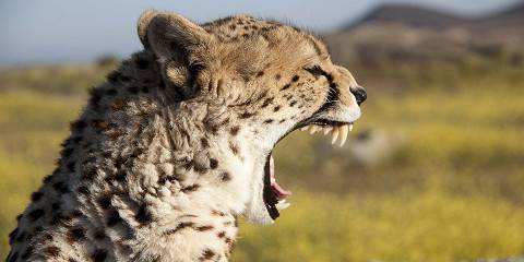 3-Day Safari from Mombasa Tsavo East, Saltlick Lodge