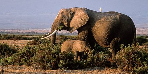 4-Day Nairobi, Amboseli, Tsavo East, Diani Safari