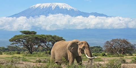 5-Day Tsavo Amboseli and Saltlick Safari Experience