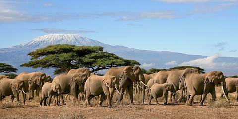 3-Day Walking with Elephants in Amboseli Midrange Safari