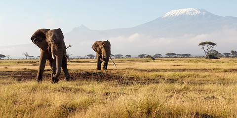2-Day Amboseli National Park Mid- Range (Fly Package
