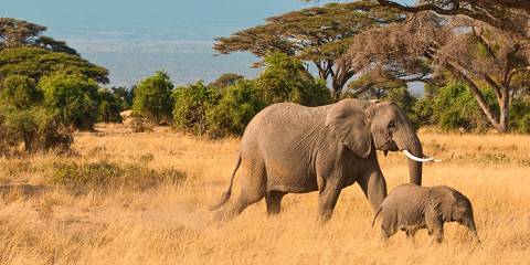 3-Day Amboseli National Park & Tsavo West National Park