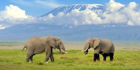 9-Day Luxury Safari Par Excellence