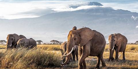4-Day Tsavo East, Amboseli and Tsavo West Safari