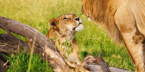 2-Day Red Earth & Wild Giants of Tsavo East