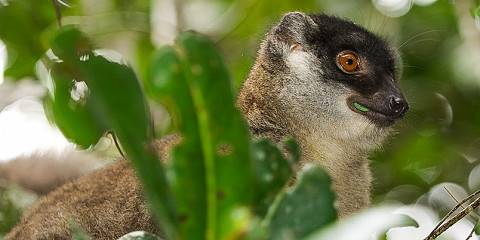 12-Day Madagascar Ultimate Discovery