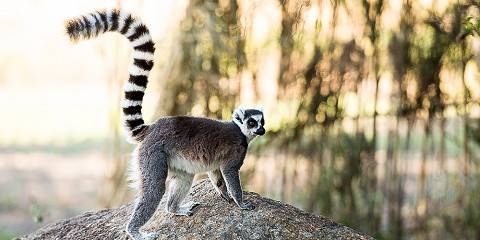 7-Day Discover Madagascar's Emblematic Species