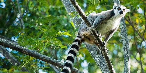 14-Day South Madagascar Adventure Rainforest to the Beach