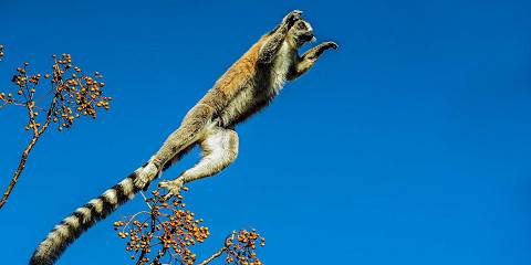 12-Day Deep South with Ranomafana and Andasibe