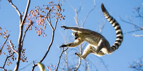 10-Day Rn7 South Tour to Toliara & Mangily, Andasibe Park