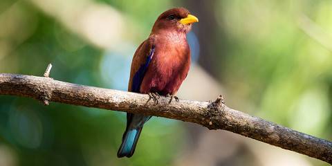 18-Day Birdwatching Tour in Madagascar