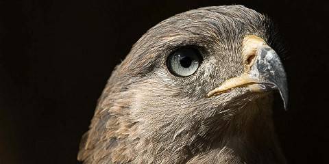 3-Day Explore Masai Mara Enkorok Mid-Range Private Tour