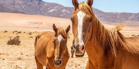 11-Day Budget Namibian Lodging and Tented Camp Safari