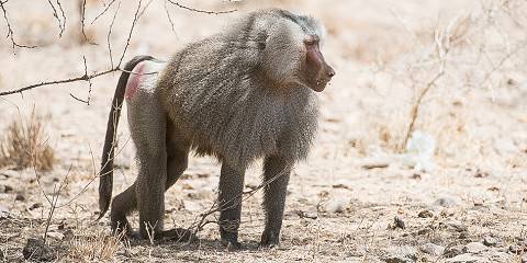 2-Day Awash National Park