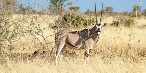 3-Day Explore Awash National Park