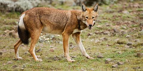 6-Day Bale Mountains Adventure: Trekking & Wildlife