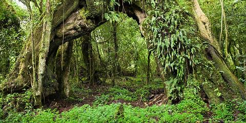 4-Day Bale Mountain National Park Trekking