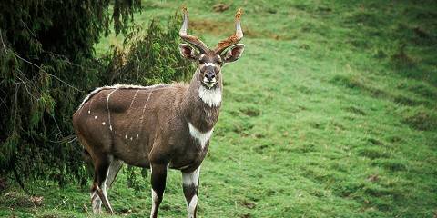 4-Day Arsi Mountains National Park Trekking