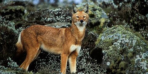 3-Day Trekking Ethiopian Wolf in Bale Mountains Safari