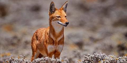 8-Day Wild Wonders of Ethiopia Wildlife Photography Tour