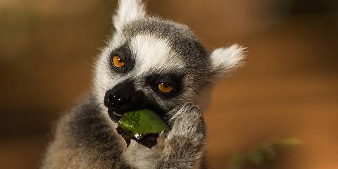 9-Day Classical Tour Without Ranomafana National Park