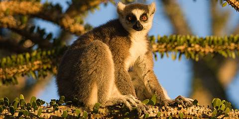 12-Day Malagasy Mosaïc